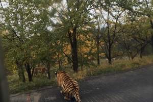 青藏高原野生動物園
